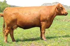 40 % Rank 10 25 2 25 LARSON SUN KING 016 Dam of Heritage 7AR61 Consistently one of our top sellers year after year Use to improve quality in the cow herd and on the rail Dam is a standout in a