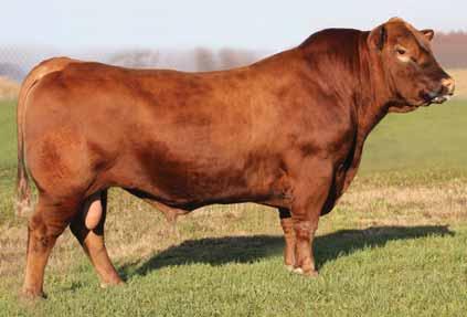 BROWN HERITAGE U6509 7AR58 Sound, shapely, and moderate for frame size A no holes spread bull that is high for marbling Dam is one of the most impressive Red Angus cows walking Excellent performance