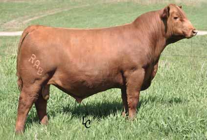 BIEBER HARD DRIVE Y120 7AR63 Highly pursued for his outcross pedigree Stouter featured and incredible disposition Expect huge ribbed, easy keeping cows Excellent birth to yearling spread Reg: 1436718