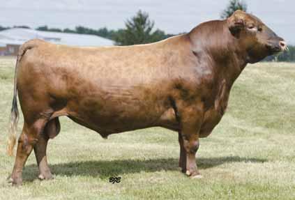 7 From Bieber Red Angus, SD CCF Gold Bar 0251 Lacy Gold Bar 8123 Lacy Ms Cherokee 557P LJC Mission Statement P27 Bieber Laura 158W Basin Laura 5301 Spring 2014 RAAA Sire Summary CED BW WW YW Milk TM