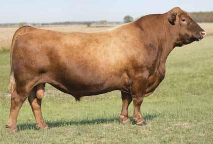 BROWN COVENANT U7548 7AR57 Use to add base width and rib depth Under control BW, balanced growth and excellent carcass merit Impeccable choice for grass-based feeding systems You ll love his