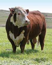Udder Teat Size SELECTion Sense breed average Spring 2014 AHA Sire Summary CED BW WW YW Milk M&G MCE MCW SC Fat REA Marb BMI$ CEZ$ BII$ CHB$ EPD 8.8 0.3 57 90 33 62 5.2 101 1.1 -.02.48 -.