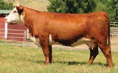 NJW 98S DURANGO 44U 7HP105 His dam is a famous producer in the NJW herd, considered one of their most elite Calving ease deluxe while improving shape, width and capacity The preferred heifer bull at