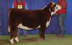 61 % Rank 1 5 15 30 5 5 10 5 10 5 7HP109 One of the highest demand bulls in the breed Use to increase body density and base with in a stunning, eye appealing package An extremely rare package