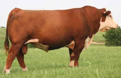 KJ HVH 33N REDEEM 485T ET Reg: 42834201 Born: 3-15-07 BW: 89 lbs/ ET WW: 774 lbs/et YW: 1267 lbs/ ET Yr. SC: 36 cm Yr. Frame: 6.1 From Jensen Bros., KS; Churchill Cattle Co.