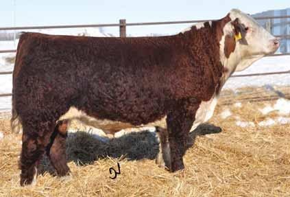 TH 49U 719T SHEYENNE 3X 7HP107 A moderate, thick sire that excels at many economically important traits One of the rare calving ease sires that meets the demands of the toughest phenotype critics The