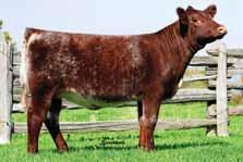 1114 lbs/ ratio 105 From: Jungels Shorthorn Farm, ND and Byland Polled Shorthorns, OH Yr. SC: 38 cm Yr. Frame: 5.