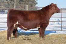 replacement for his legendary sire Moderates cow size and improve fleshing ability Reg: 4142920 Born: 3-11-08 Polled BW: 73 lbs/ ratio 116 WW: 588/ ratio 88 Yr SC: 37 cm