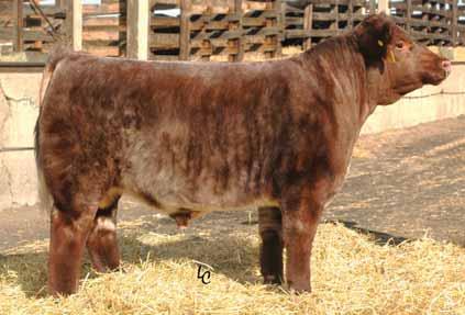 JSF GAUGE 137W 7SP33 Progeny turn heads and demand top dollar at auction A true spread sire with excellent carcass merit Outcross quality that s leaving a mark in the