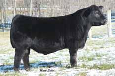 encountered in recent history and two years of calves have proven his value as a big time breeding bull.