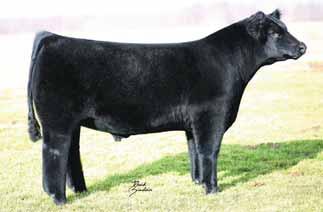 extremely powerful, soft sided, and square in his lines Smooth shouldered, super sound Tycoon son Reg: ACA 347115 Born: 3-20-09 Hannibal THF, PHAF, AMF, NHF From