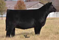 popularity due to his proven calving ease Use on your heifers and prepare for a marketable calf Reg: ACA 315618 Born: 2-1-05 THF / PHAF BW: 88 lbs Yr Frame: 5.
