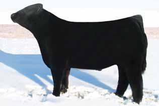 STF PARK PLACE 7CA10 A dominate sire for high sellers and show winners Consistently hairy, stout, big boned, and soft middle Making his way to all the serious club