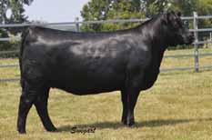 that excel for end product value This disciplined framed Onward son was produced from a full sister to Bextor and consistently delivers sound structured, good footed cattle that are deep bodied and
