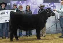 Stockman Brilliance 1155 Congrats Austin Vieselmeyer Reserve Supreme Champion Female, Colorado State Fair Fourth