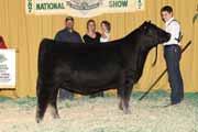 57 Bred Angus Cow 02.20.