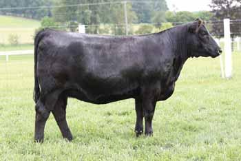 ANGUS cattle SSF Blackcap 1016 58A Bred Angus Cow 01.01.2016 1016 AAA# 18835447 EXAR BLUE CHIP 1877B SSF BISMARK STRUCTURE 5220 GREENS PRINCESS 1012 S A V BISMARCK 5682 SSF BLACKCAP STRUCTURE 4188 I+3.
