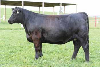 Lutton and Bismark form the perfect base to be mated with today s popular Angus sires. We will be watching for this female s production.