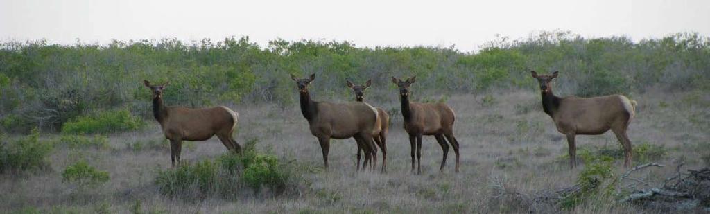 elk family For Additional Information