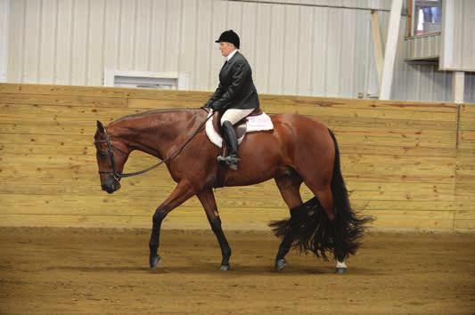 Below: Bethany Valentine won Novice youth Hunter Under Saddle and youth Hunter Under Saddle 14-18 with All i Want is you.