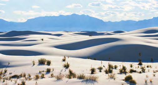 Parabolic dunes have a U shape and do not get very high (figure 7). They often occur in coastal deserts.