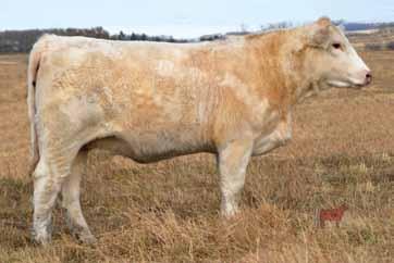 We sincerely appreciate the support of the McLeod family, the breeders that purchased the semen packs after the sale as well as all the Charolais breeders from across Canada that inquired about and