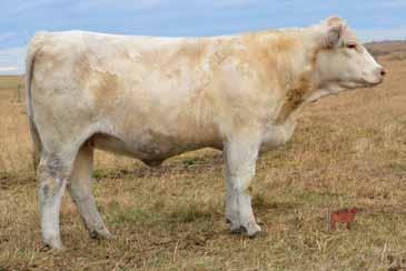 The two full brothers we had in the Mountain View bull sale last spring were the top indexing calves at both weaning and yearling, the parents of the three females consistently appear in the