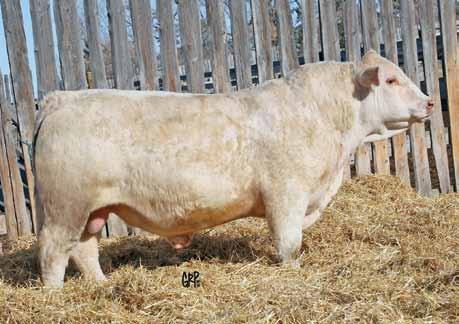4 45 Co-owned with McAvoy Charolais Service sire for all bred heifers. All heifers were ultrasound preg checked June 24 by DRI and will be rechecked prior to the sale.