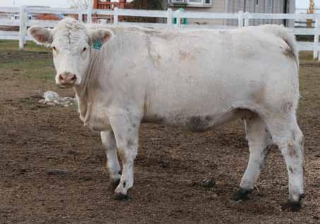 Although we have been members of the Canadian Charolais Association as lifetime members since 1977, we took a break and started again six years ago building a herd based on Rio Blanco, Curtis