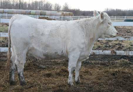365 day: 906. EPDs: 68 1.4 30 67 25.2 40 Exposed March 20 to May 15 to SLH Sundance Kid 212Z PMC343135. PT safe. This heifer is from JR Miss Wonder, one of our best cows.