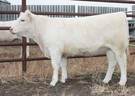JR Curtis Channing on the top side and Rio Blanco on the dam side. She was exposed to a son of our next bloodline, Trezegoal on March 20.