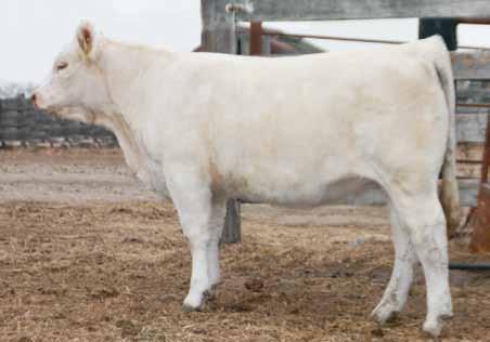 8 42 Open. Desire 330A is another one of those heifers that is hard to part with. Her mother was one of my selections from the Bar K dispersal, and she is a great one.