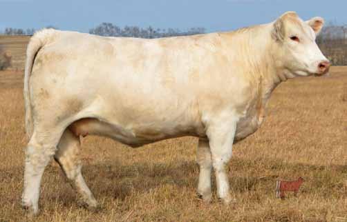 By mass producing our best cows, we can offer up females that we would have never have been willing to put in a sale a few years ago, while at the same time significantly improving our bull pen and