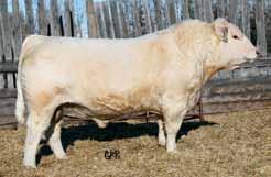 Their dam, Gerrard Evetta 2L, has the most daughters in production in our herd in the history of Gerrard Cattle Company, and for us Evetta is the definition of the the term foundation cow.