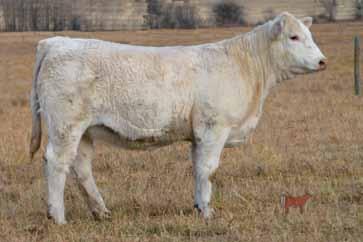 CANILIA 162FPLD EPDs: N/A 0.7 40 71 20.1 40 Gerrard Evetta 2L dam of 25A, 27A, 30A We are always on the lookout for new high quality genetics to offer our customers.