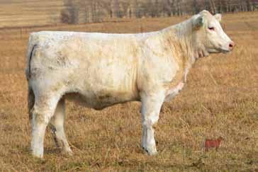 His calves to date show a great deal of promise. They are clean fronted cattle that are very strong topped with lots of eye appeal.
