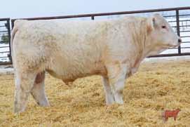 Evetta daughters have been consistent producers of the easy fleshing, deep ribbed Charolais cattle that our customers demand and I m confident they can be for you too. $1800.00 33.