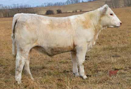 I m very confident that in Blitz we have found a bloodline that we can build our herd around for years to come. The dam of these heifers is our amazing herd sire producer, Roxanne 18P.