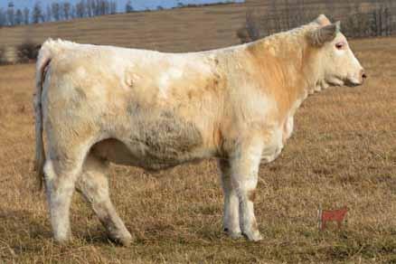 While the obvious highlights of Roxanne s breeding history are sons Montezuma and Pastor, we are also proud to point out that we have sent her sons and grandsons into many of the top commercial