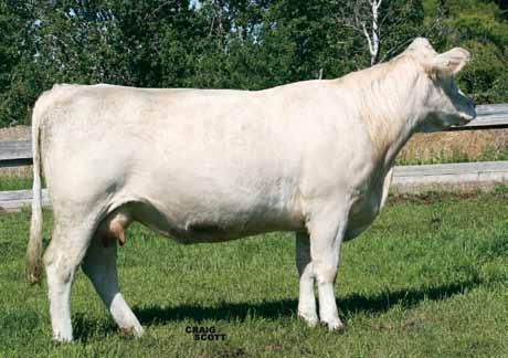 DYV Paynes Natalie 10N embryo calves Paynes Natalie 10N - dam of 14Z, 28Z, 33Z & 47Z Payne s Natalie 10N is a highly productive Clear Cut daughter we purchased from Rocky & Debbie Payne in 2007.