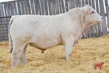 The mating of Natalie 10N with Fire Water and Montezuma resulted in some of the most powerfully muscled, eye appealing and easy to sell bull calves we ve ever produced.