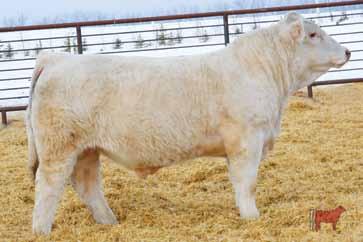 All four have the same combination of power and style that make their parents and siblings such ideal Charolais cattle. 42.