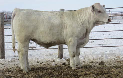 155 C-B BEEF MAKER 155 2/27/11 POLLED M809463 90 596 85 1146 98 3.