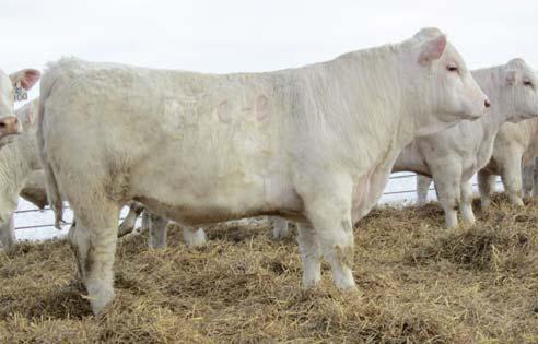 159 TB STONE TWO 159 3/3/11 POLLED M810067 79 716 100 1234 100 3.