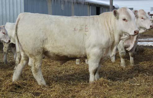 9 20 Here is a real good Topshelf son. He is thick and long and very smooth made. A real looker. 166 C-B ALL TAN MAN 166 3/10/11 POLLED M809477 92 646 93 1112 95 2.