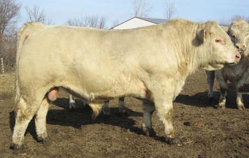 Comm. Females These females with calves at side will start the sale. We have one group of 11 red first-calf heifers with February-born Charolais-cross calves at side.