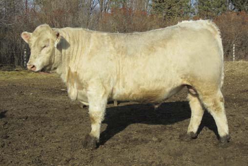 1 18 Here is a real good looking bull that has the style and performance to stand in the front pasture.
