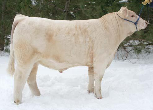 ROSE 35C BCR POLLED UNLIMITED 003 PP MISS SHANDY 214 R194 WCR SIR L-MAC 7338 P BARTLETTS FRUITCAKE 6103 2.8-0.2 13 36 9-0.