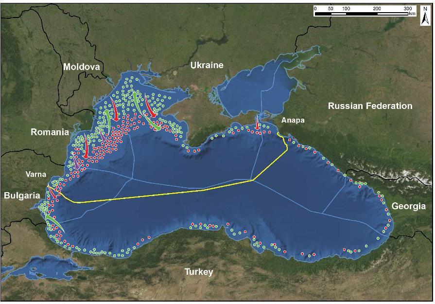 Figure 1.8 Distribution of whiting within the Black Sea showing migratory routes, spawning and feeding grounds 1.3.