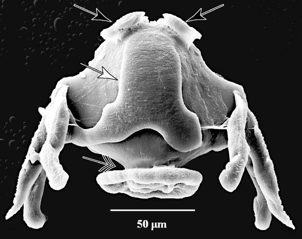 1366 THE JOURNAL OF PARASITOLOGY, VOL. 94, NO. 6, DECEMBER 2008 FIGURE 2. Camallanus nithoggi n. sp. SEM showing lateral view of buccal capsule after removing overlying tissues.
